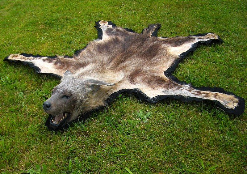 HyänenVorleger, Brown Hyaena Rugmount aus Südafrika, 1799 HyänenVorleger, Brown Hyaena Rugmount aus Südafrika, 1799