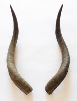 Kuduhörner Länge 41-47 cm
