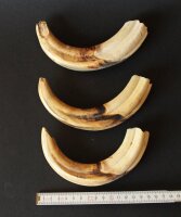 Tierknochen- und Zähne