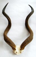 Kudu