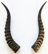 Blessbockhörner - Länge 43 cm