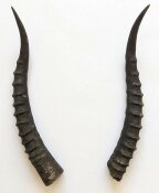 Blessbockhörner weiblich - Länge 34 cm