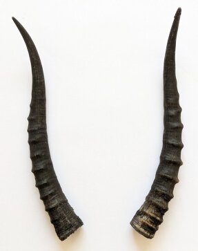 Blessbockhörner weiblich - Länge 34 cm