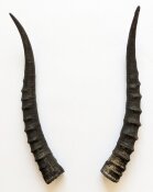 Blessbockhörner weiblich - Länge 34 cm