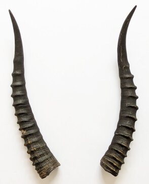 Blessbockhörner weiblich - Länge 34 cm