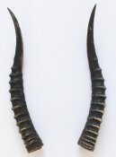 Blessbockhörner weiblich - Länge 34 cm