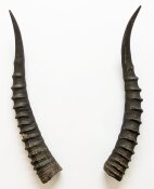 Blessbockhörner weiblich - Länge 34 cm