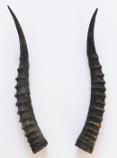 Blessbockhörner weiblich - Länge 35 cm