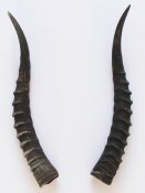 Blessbockhörner weiblich - Länge 35 cm
