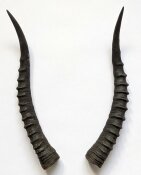 Blessbockhörner weiblich - Länge 36 cm