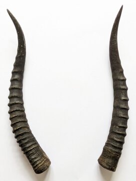 Blessbockhörner weiblich - Länge 36 cm
