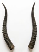 Blessbockhörner weiblich - Länge 36 cm
