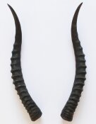 Blessbockhörner weiblich - Länge 36 cm