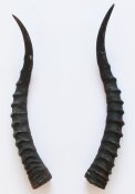 Blessbockhörner weiblich - Länge 36 cm