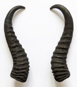 Springbockhörner Nr. 2518 - Länge 26 cm