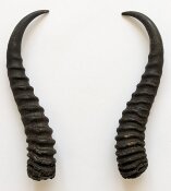 Springbockhörner Nr. 2519 - Länge 27 cm
