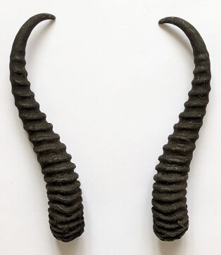 Springbockhörner Nr. 2520 - Länge 26 cm