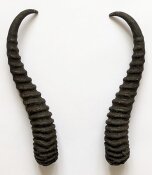 Springbockhörner Nr. 2520 - Länge 26 cm