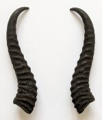 Springbockhörner Nr. 2521 - Länge 24 cm