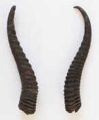 Springbockhörner Nr. 2521 - Länge 25 cm