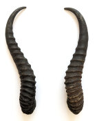 Springbockhörner Nr. 2522 - Länge 27 cm