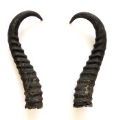 Springbockhörner Nr. 2523 - Länge 26 cm