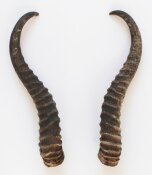 Springbockhörner Nr. 2524 - Länge 26 cm