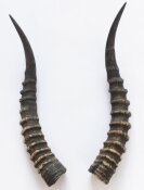 Blessbockhörner - Länge 42 cm