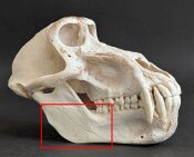 Affenschädel XL B-Ware vom Pavian - Länge 21 cm...