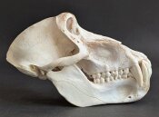 Affenschädel XL B-Ware vom Pavian - Länge 21 cm...