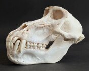 Affenschädel XL B-Ware vom Pavian - Länge 21 cm Nr. 2184