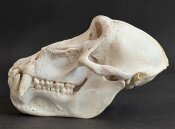 Affenschädel XL B-Ware vom Pavian - Länge 21 cm Nr. 2184