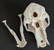 Affenschädel XL B-Ware vom Pavian - Länge 21 cm Nr. 2184