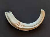 Warzenschweinzahn aus Südafrika Nr. 6011-26