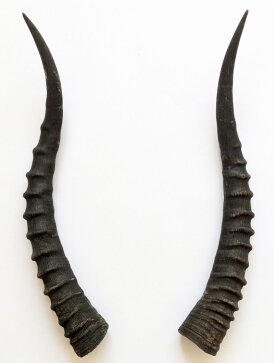Blessbockhörner weiblich - Länge 37 cm