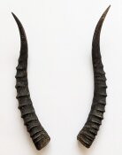 Blessbockhörner weiblich - Länge 32 cm