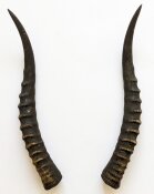 Blessbockhörner weiblich - Länge 37 cm