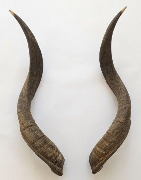 Kuduhörner 71 cm Nr. 2104 aus Südafrika