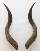 Kuduhörner 71 cm Nr. 2104 aus Südafrika