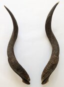 Kuduhörner 70 cm Nr. 2105 aus Südafrika