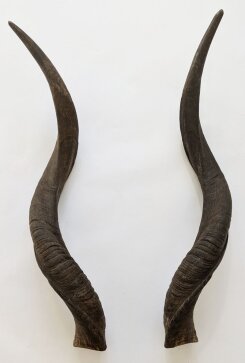 Kuduhörner 72 cm Nr. 2106 aus Südafrika
