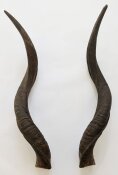 Kuduhörner 72 cm Nr. 2106 aus Südafrika