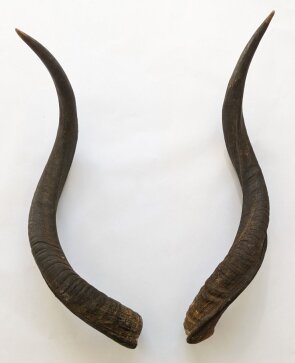 Kuduhörner 69 cm Nr. 2107 aus Südafrika