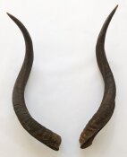 Kuduhörner 69 cm Nr. 2107 aus Südafrika