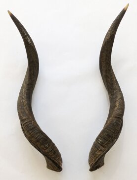 Kuduhörner 64 cm Nr. 2108 aus Südafrika