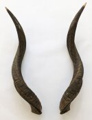 Kuduhörner 64 cm Nr. 2108 aus Südafrika