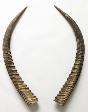 Wasserbockhörner Nr. 2110 aus Südafrika