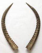 Wasserbockhörner Nr. 2110 aus Südafrika