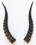 Blessbockhörner - Länge 37 cm