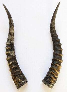 Blessbockhörner - Länge 37 cm